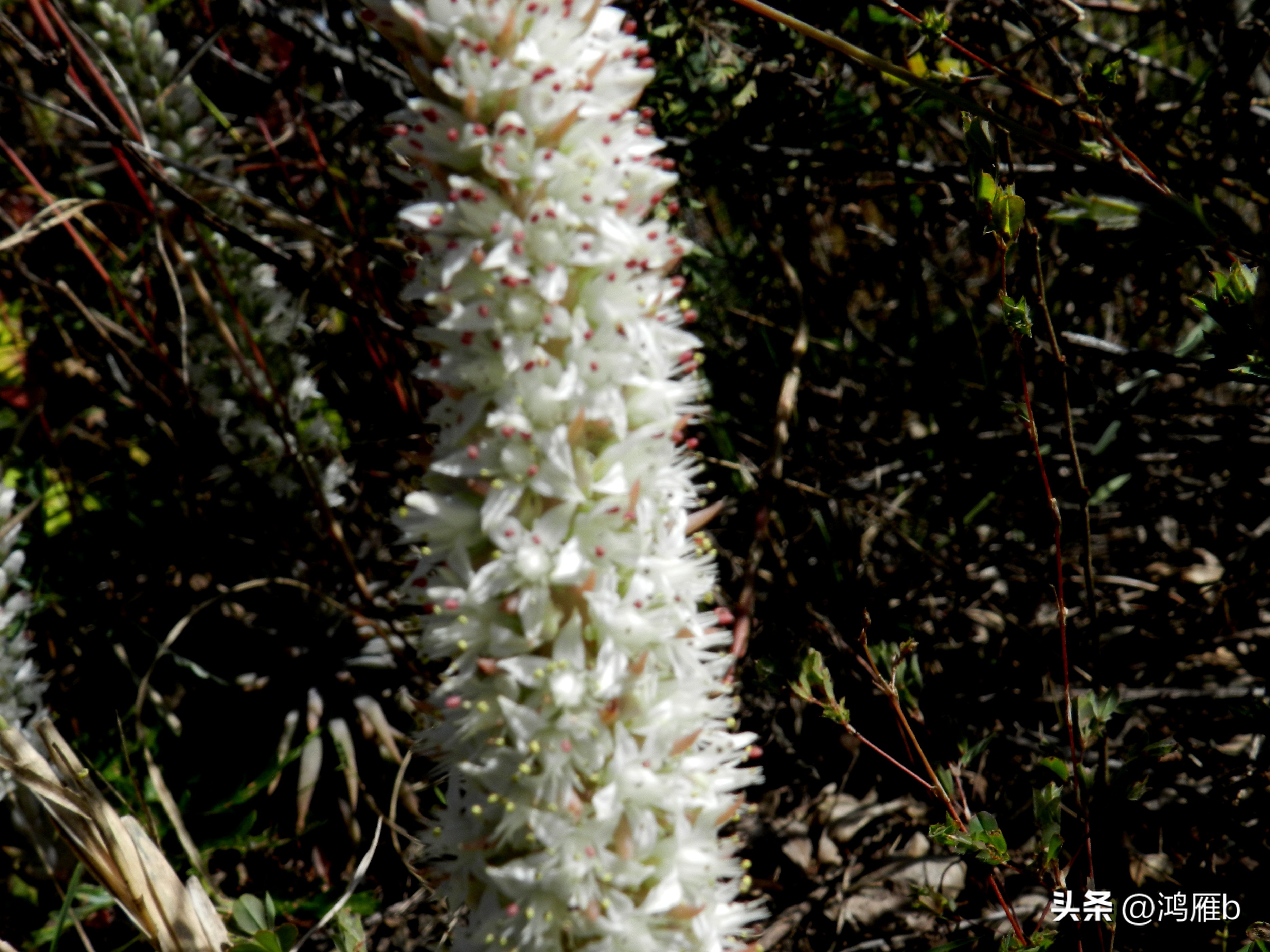 十大耐阴多肉植物,狼爪瓦松是多肉吗