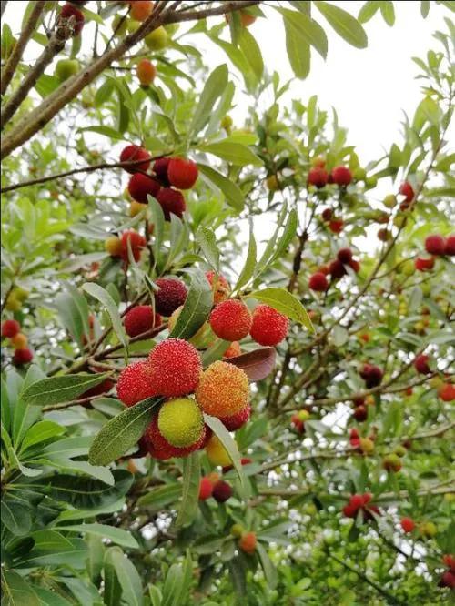 钢板为什么会无缘无故的断了,钢板一般情况下会不会断裂