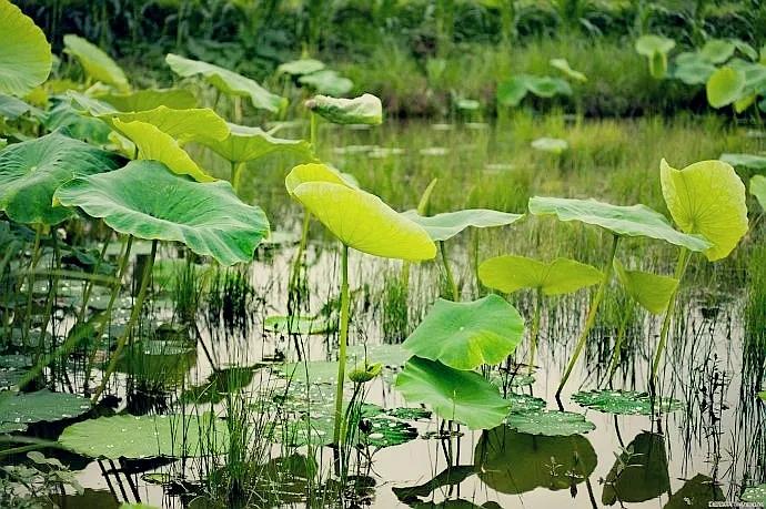诗经陈风月出原文赏析,诗经陈风月出正确读音