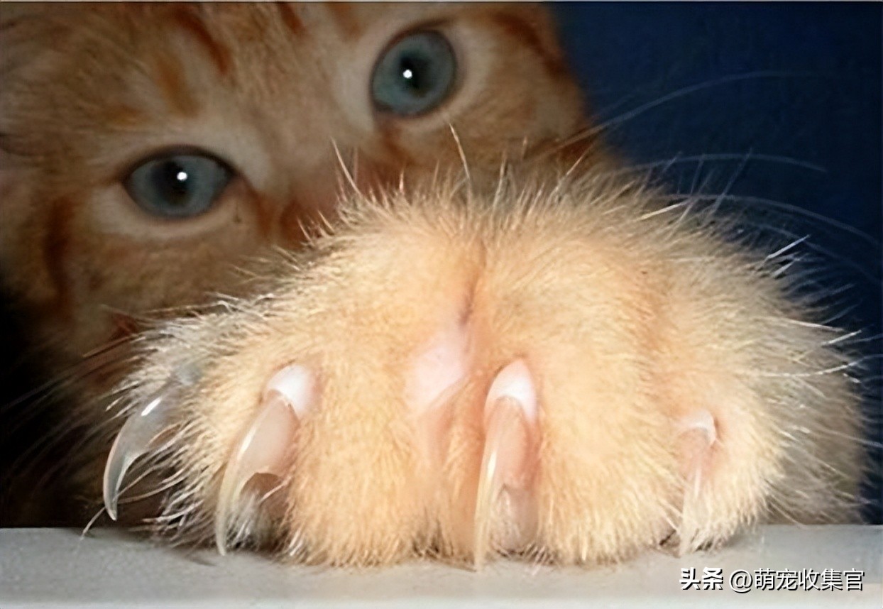 猫咪指甲劈裂是什么原因,猫咪指甲裂了一半怎么处理