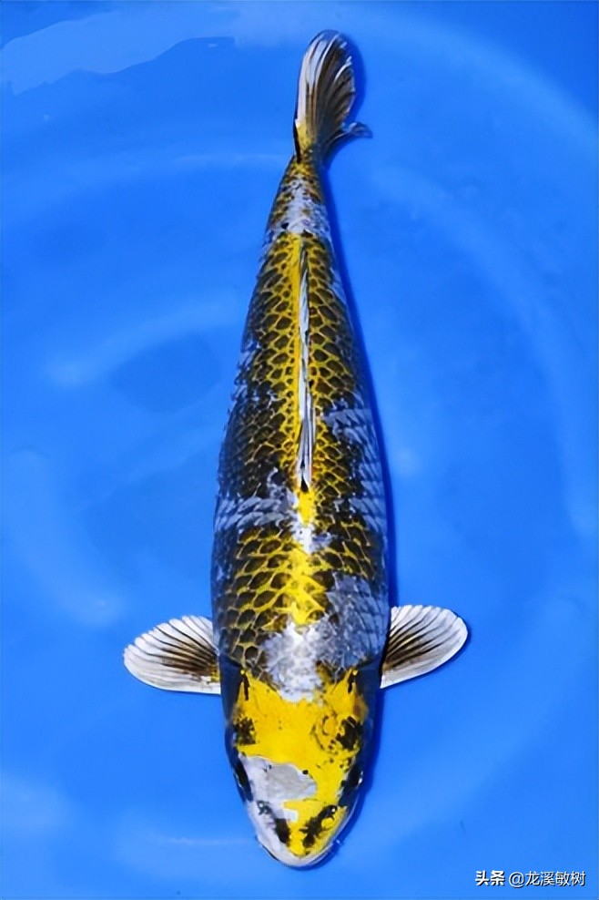 锦鲤分多少种什么样的锦鲤最好养,锦鲤要怎么选才能选到好的锦鲤