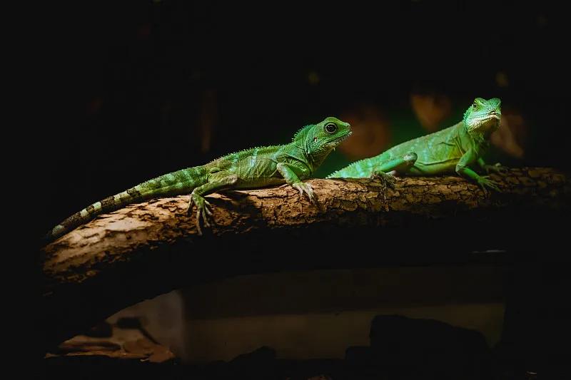 什么宠物对纯素食者最好,好养且可以食用的宠物有哪些