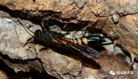 蛀干害虫为害症状识别,什么是蛀干害虫