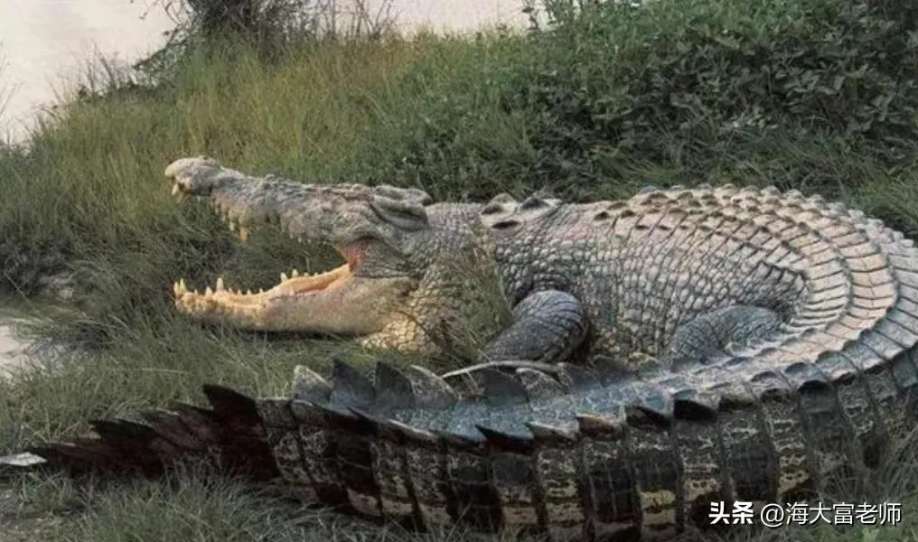 巨蟒大战恐鳄电影中巨蟒有几米,巨蟒大战恐鳄电影片段