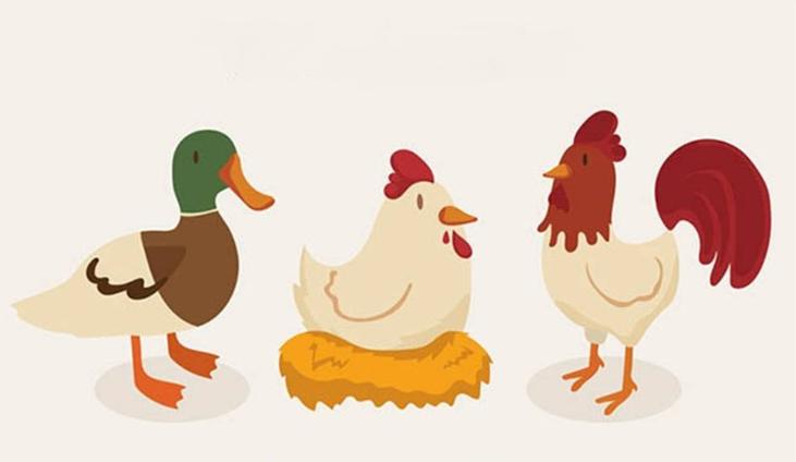 减肥吃红肉好还是白肉好,减肥期间吃白肉还是红肉