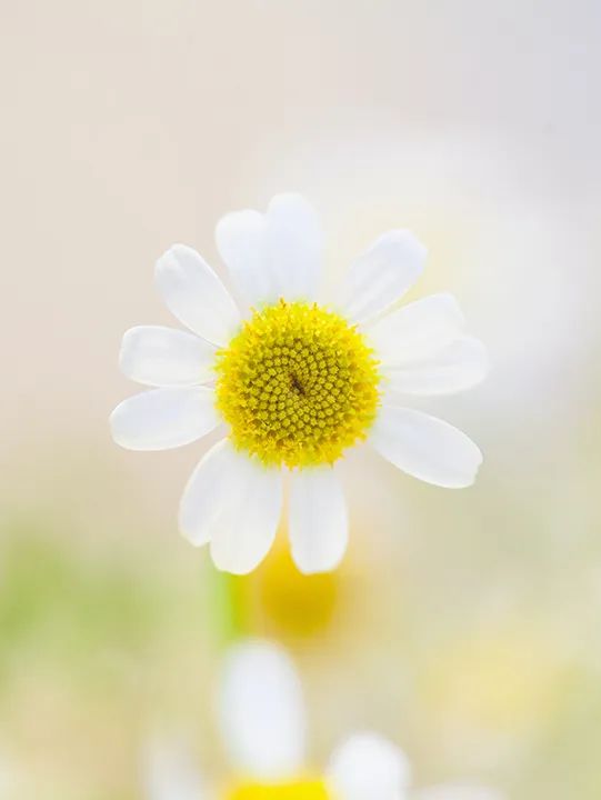 365天最美24节气图诞生惊艳国人,这组24节气图太美了