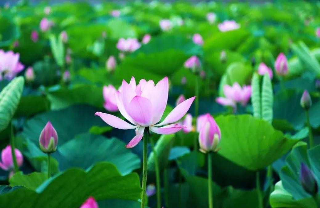 东南大学的短板在哪里,百年学府东南大学