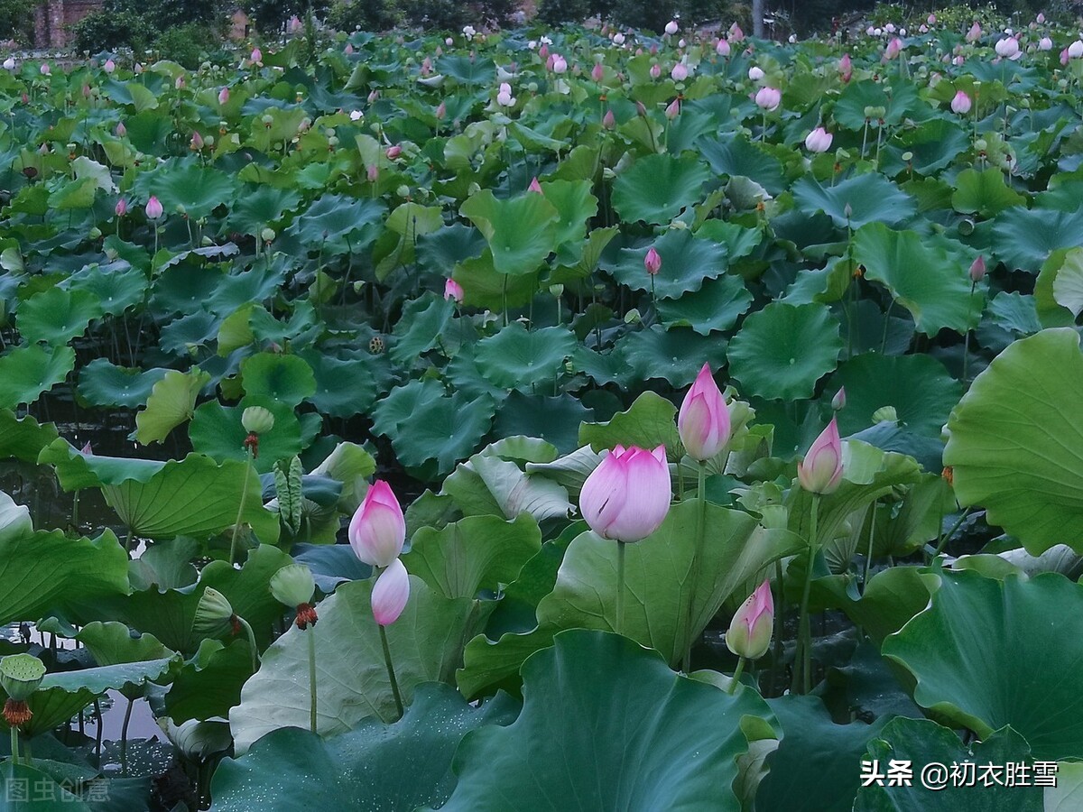 关于夏天荷花的诗绝美,描写初夏荷花的唯美诗句大全
