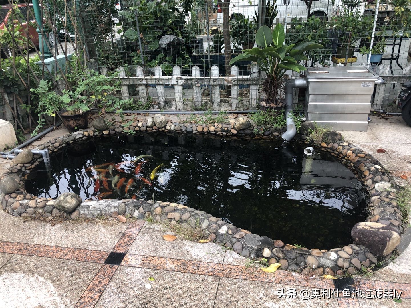 锦鲤鱼池清洗方法,鱼池里锦鲤总是死