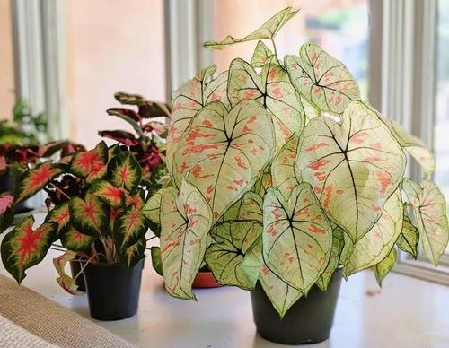 家里光照不足建议养这10种耐阴花,阴暗无光角落适合养什么花