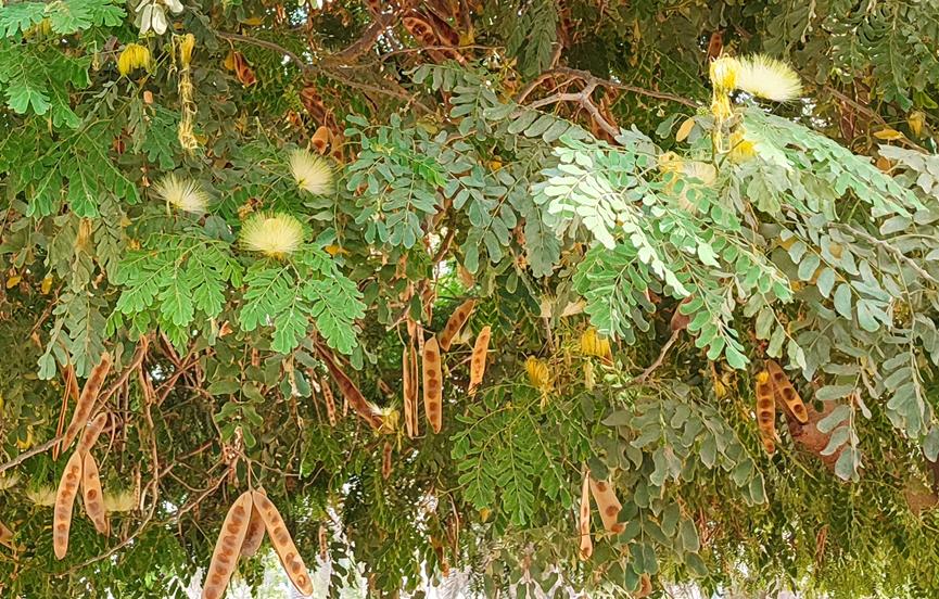 迪拜适合养什么植物,迪拜常见花草