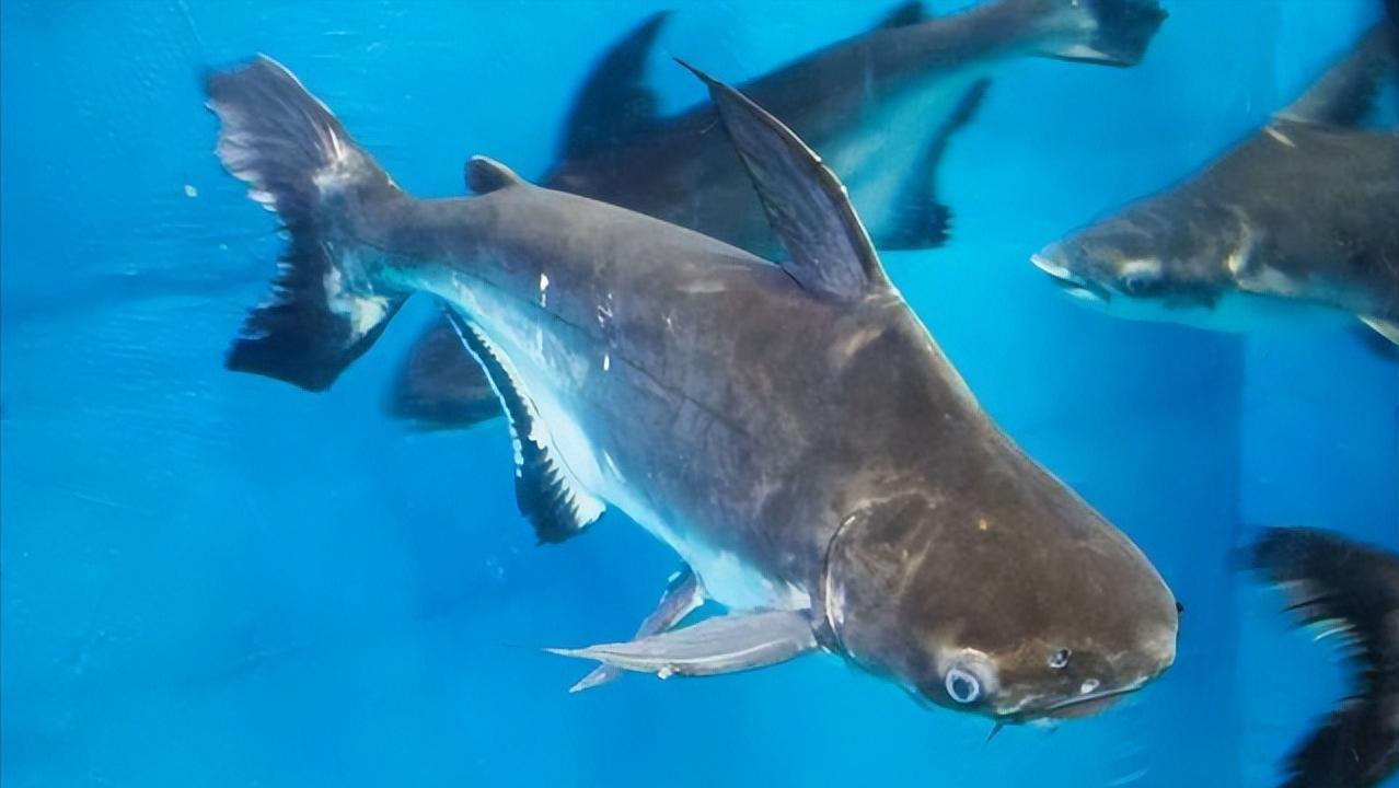 小型淡水观赏鲨鱼饲养方法,淡水鲨鱼有人工养殖的吗