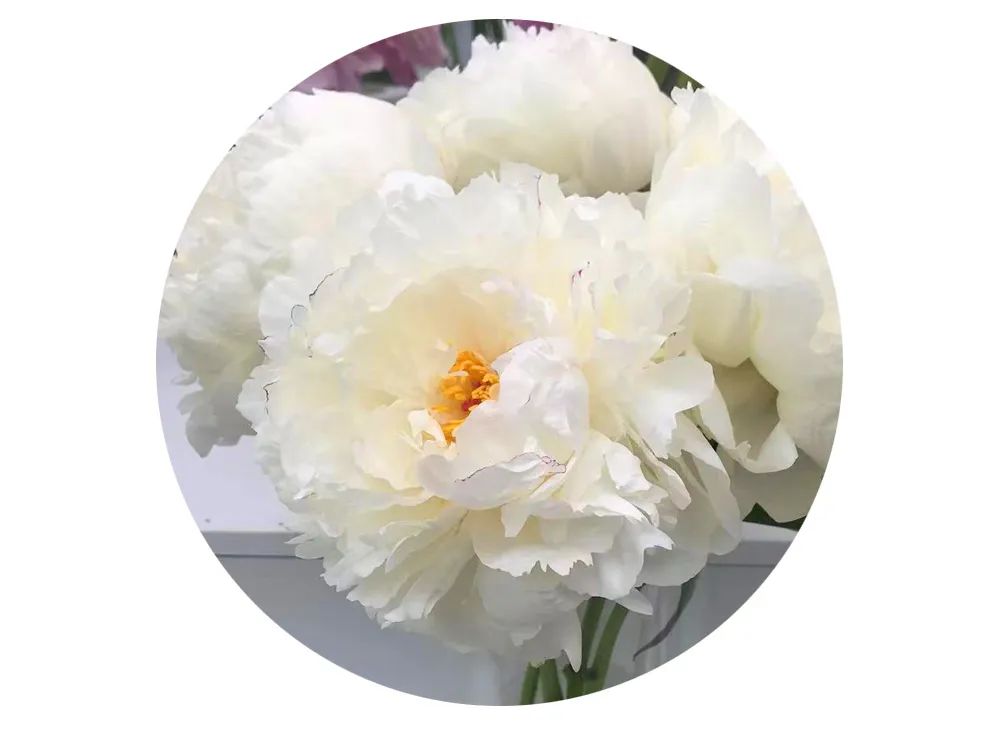 最美邂逅：百合博览园里美不胜收的名贵之花