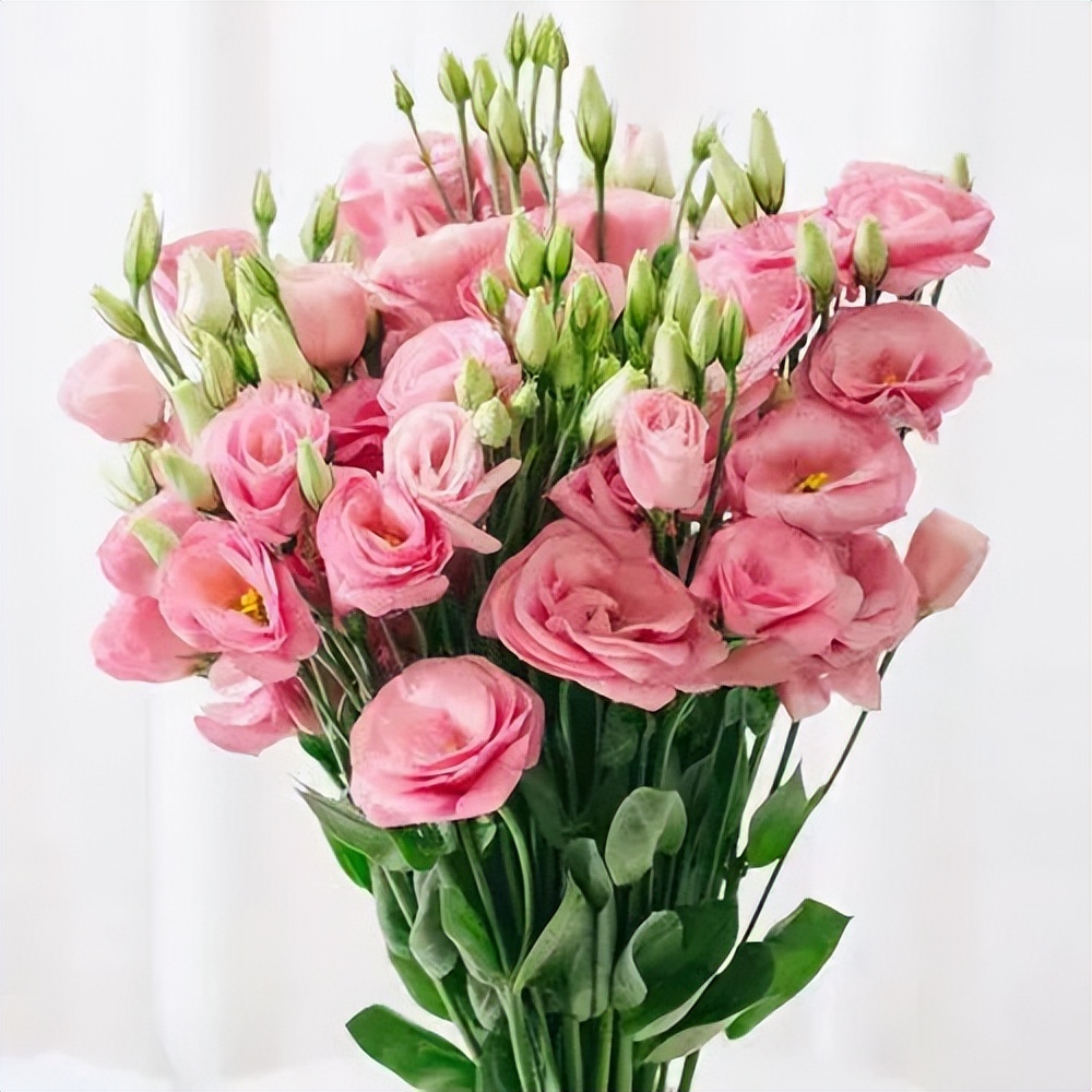 七夕将至花语怎么说,七夕送女生什么花给喜欢的女生