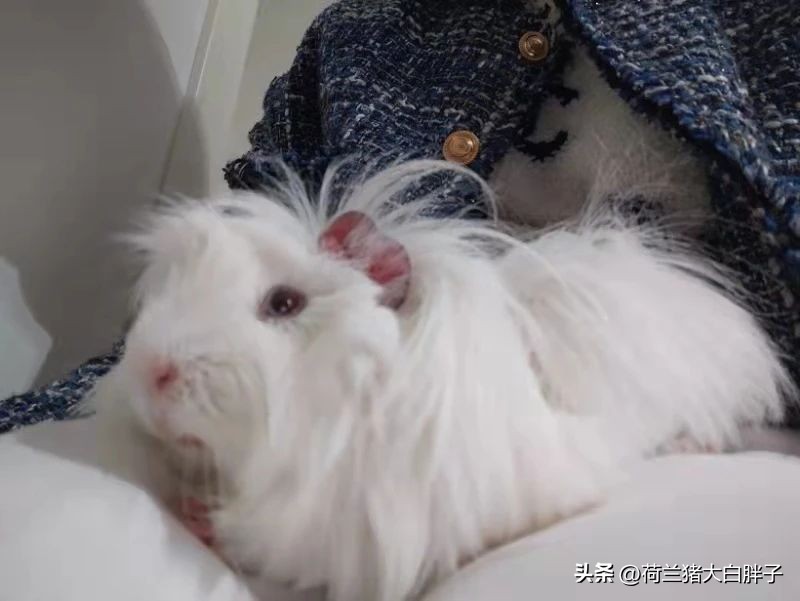 荷兰猪的特点和习性,荷兰猪刚到新环境应该做什么