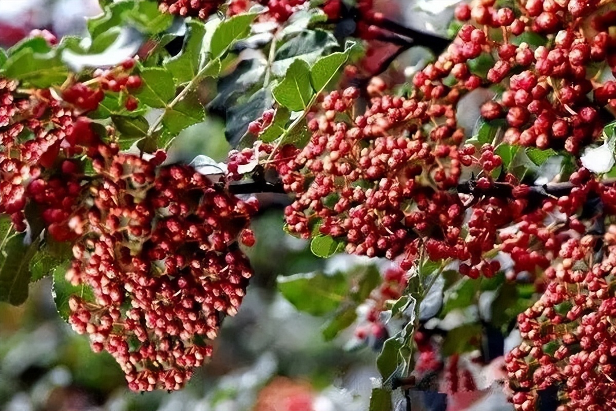 全国哪的花椒最正宗？经过对比，这4个地方名气最大，有你家乡吗