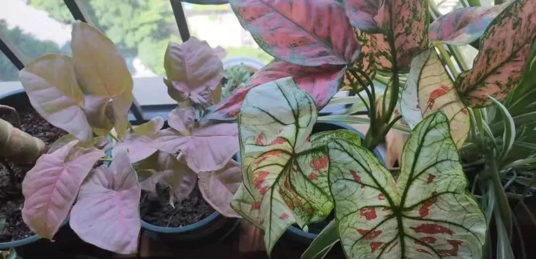 除甲醛最好的10种花,新手养什么花吸甲醛最好