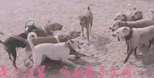 每日一笑：看多了足球比赛就没意思了，来一场不一样的比赛吧