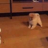 新手养博美要注意什么事项,养博美要注意哪些细节问题