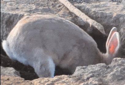 介绍兔子的英文短语不少于五句,和兔子有关的英语短句