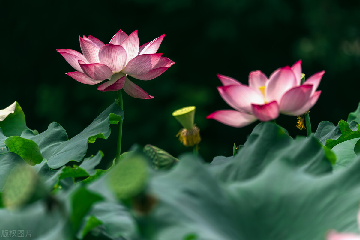 关于荷花的一些简短诗句,与荷花有关的诗句十篇