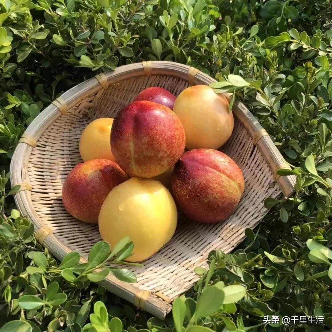 现摘正宗山东蒙阴脆甜黄油桃,山东蒙阴蜜桃之乡的桃子上市啦