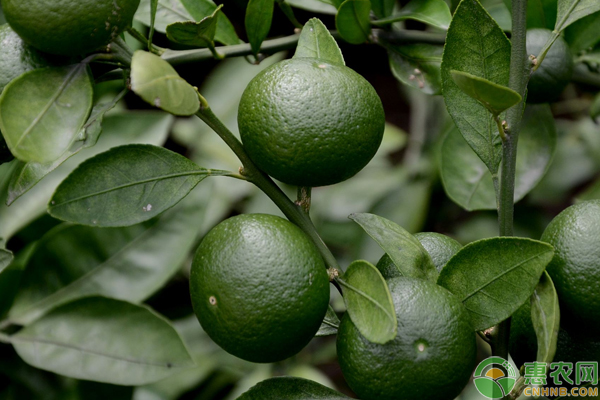 铜制剂可以防治哪些病害,铜制剂药剂都有哪些