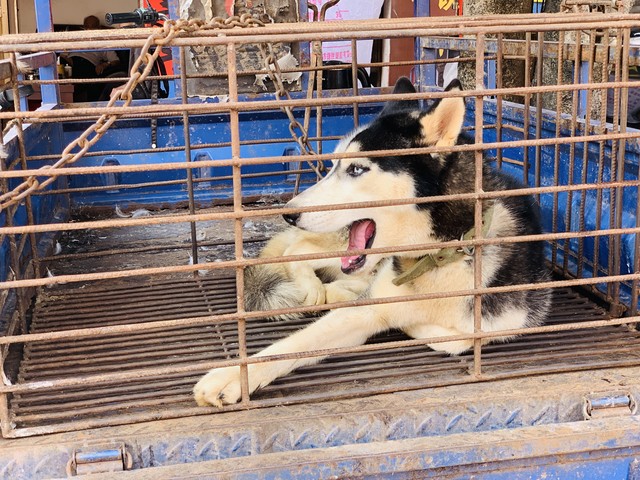 养殖5000只土狗赚钱吗,天津肉狗养100只土狗利润多少