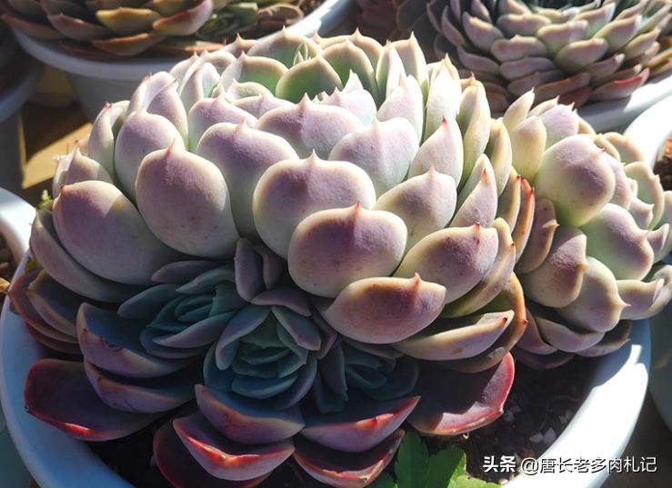 约瑟琳多肉怎么养,约瑟琳多肉皮实好养吗