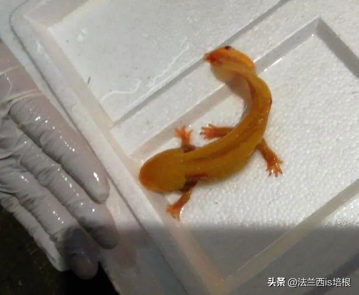 广州海关截获“六角恐龙”,花鸟市场50元6条,难道是濒危物种?