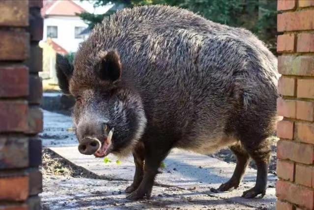 野猪泛滥招募猎人,野猪悬赏地区
