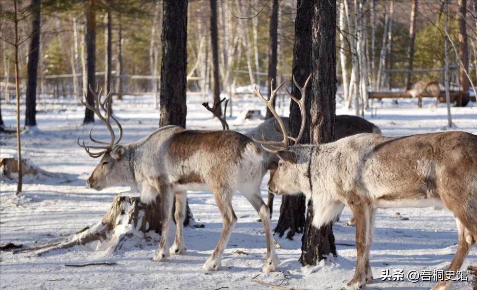 中国最后一位女酋长离世,中国最后的女酋长去世