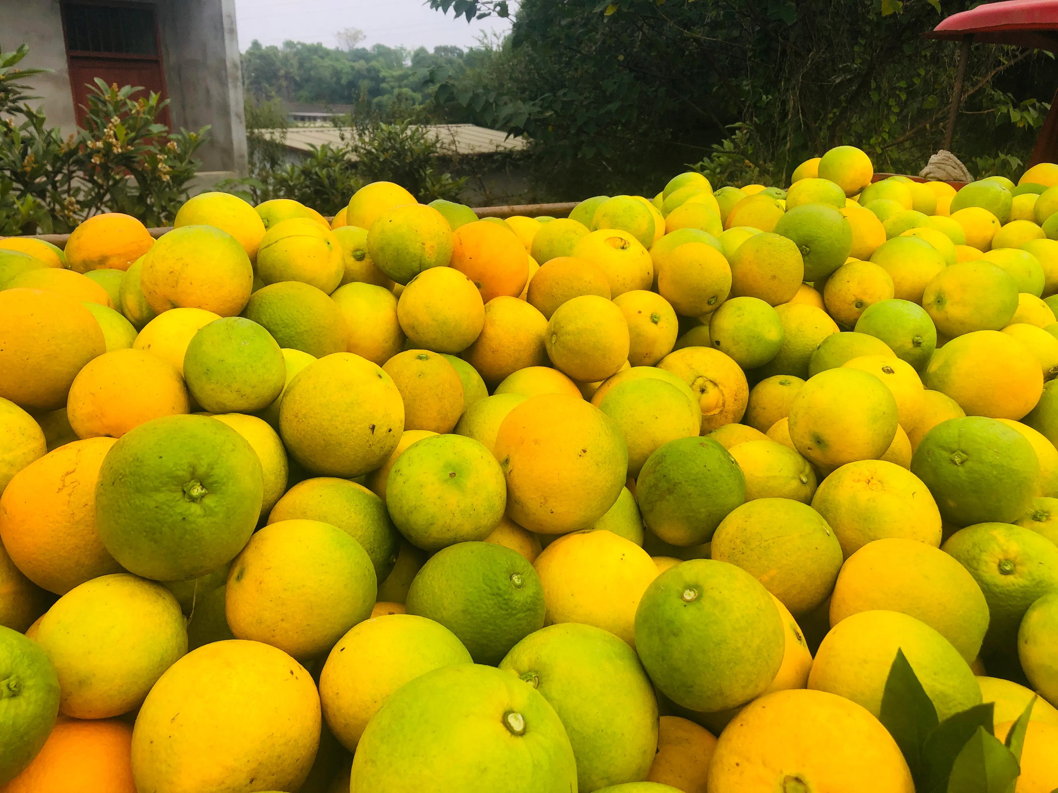 閲戝爞椴滆姳灞辫胺鍊煎緱鍘诲悧,閲戝爞椴滆姳灞辫胺娓歌