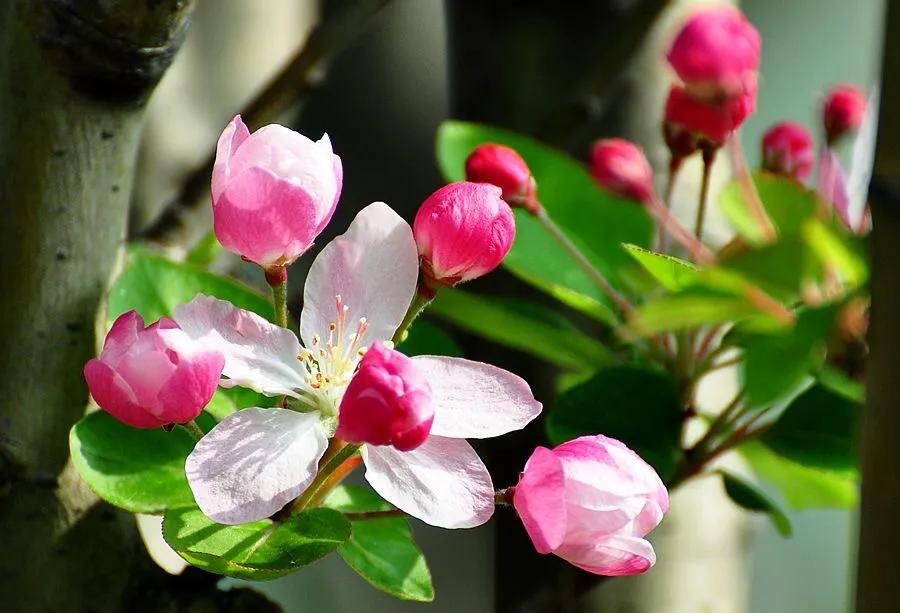 西府海棠花白色,西府海棠花骨朵