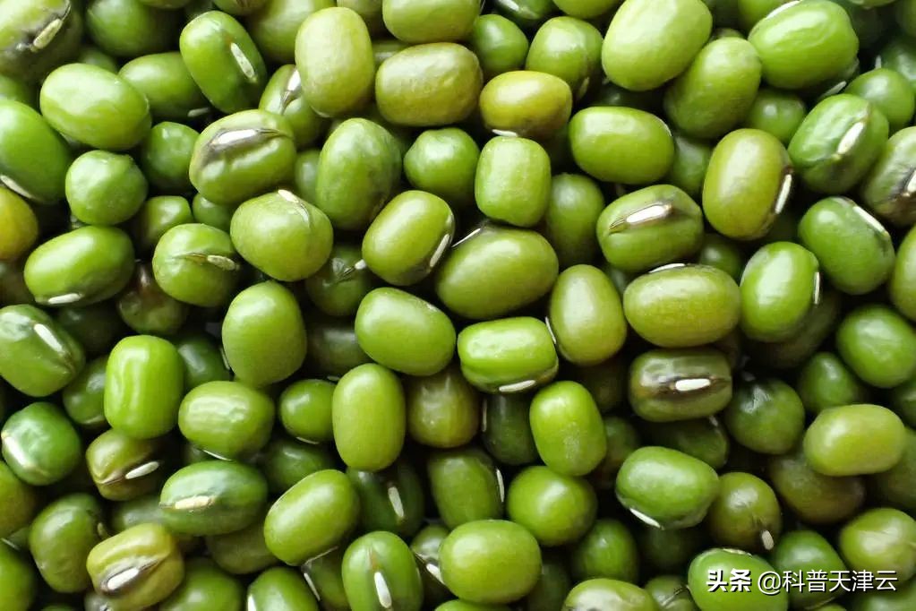 吃中药期间可以喝绿豆水绿豆汤吗,吃中药喝绿豆汤是不是解药