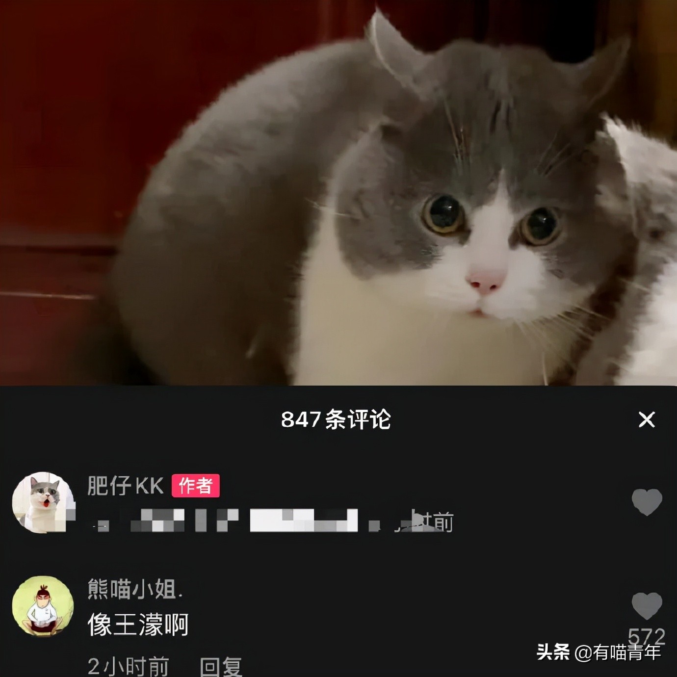 全世界唯一一只世界上最大的猫,世界上最小的体型最大的猫