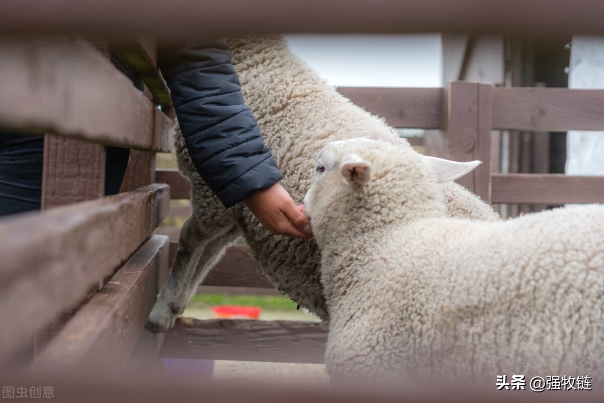 养羊最忌讳什么饲料,养羊喂发酵料注意事项