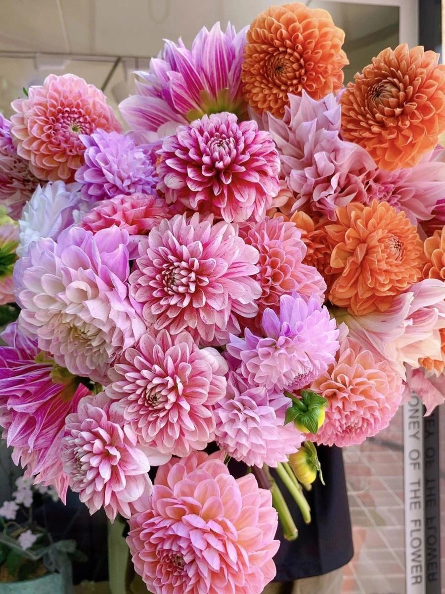 大丽花叶子发黄不开花怎么办,阳台养太阳花长不壮怎么办