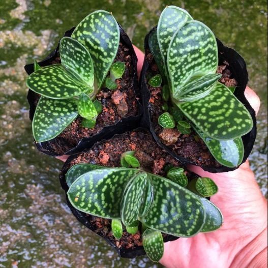 百花齐放春意浓群芳争艳,百花齐放喜迎新春