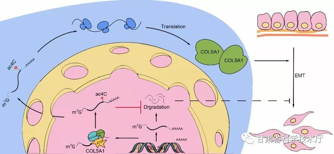 中国治疗胃癌第一人,中国治疗胃癌的医院是哪个