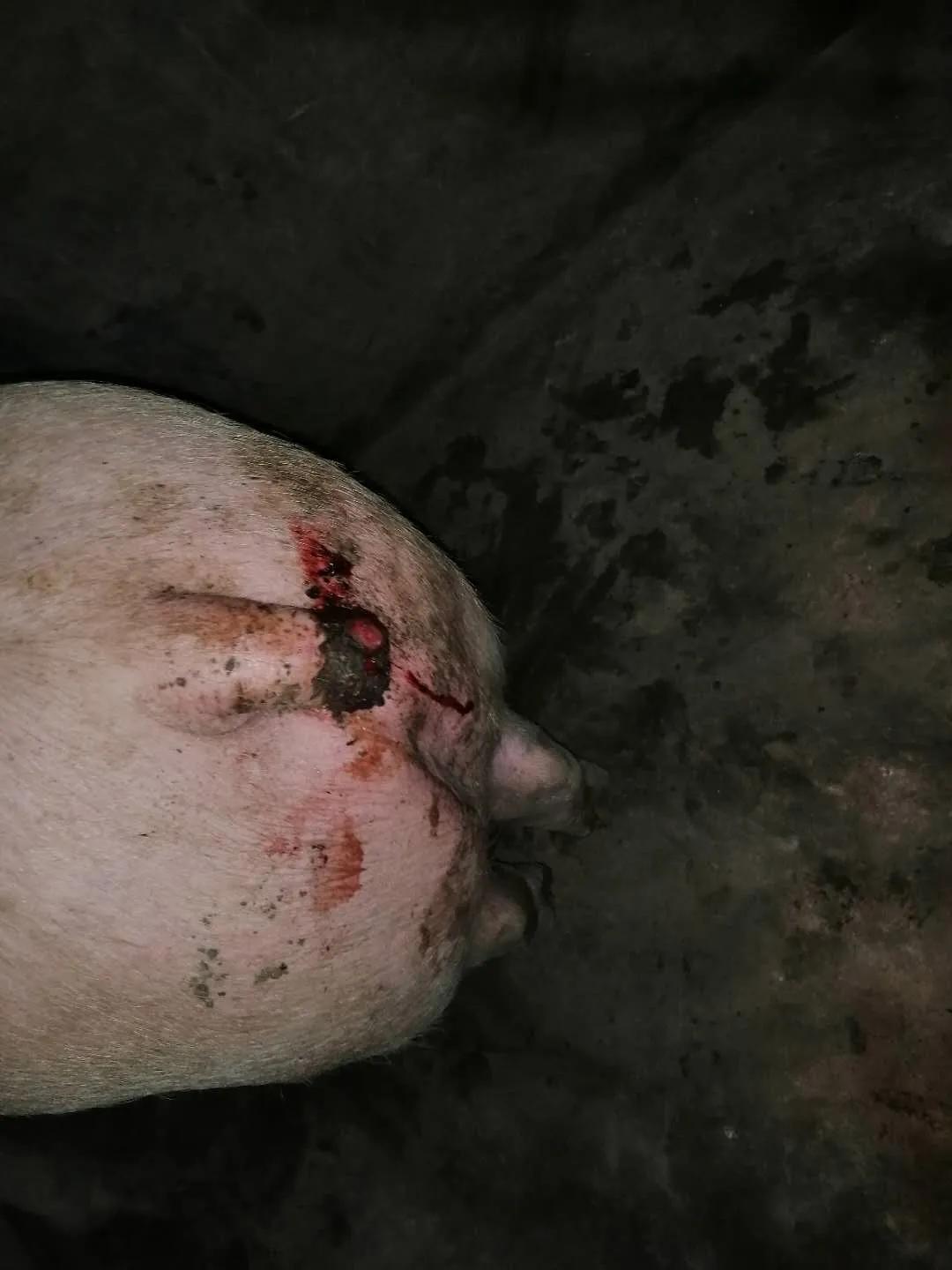 猪群出现咬尾咬耳咋处理,猪群咬尾咬耳的原因