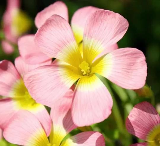 认识各种花卉名称,认识各种花的名字