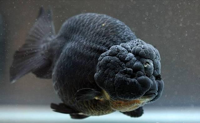 基因缺陷的人造杂交鱼，竟给台湾省赚到20亿外汇？背后真相太残忍