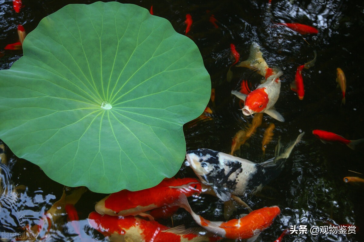 北方养锦鲤冬天怎么养,庭院怎么养锦鲤小视频