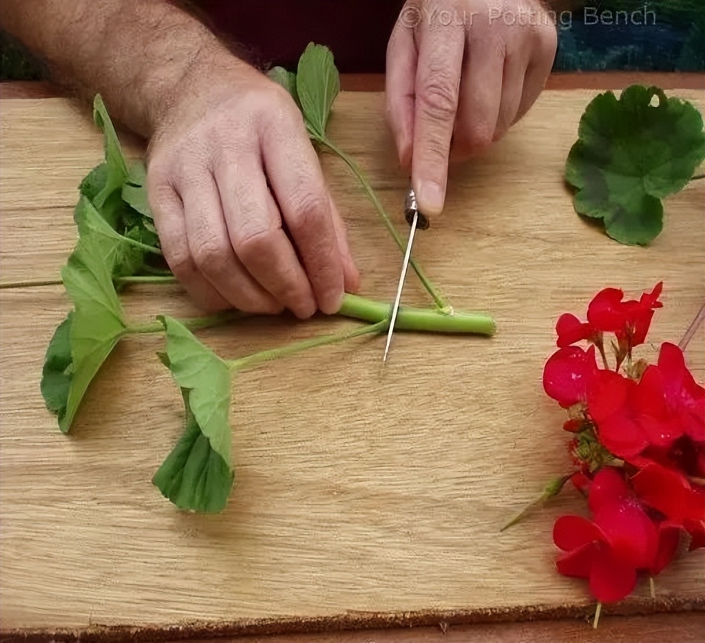 入门天竺葵的扦插方法图解,天竺葵扦插跟绣球扦插方法一样吗