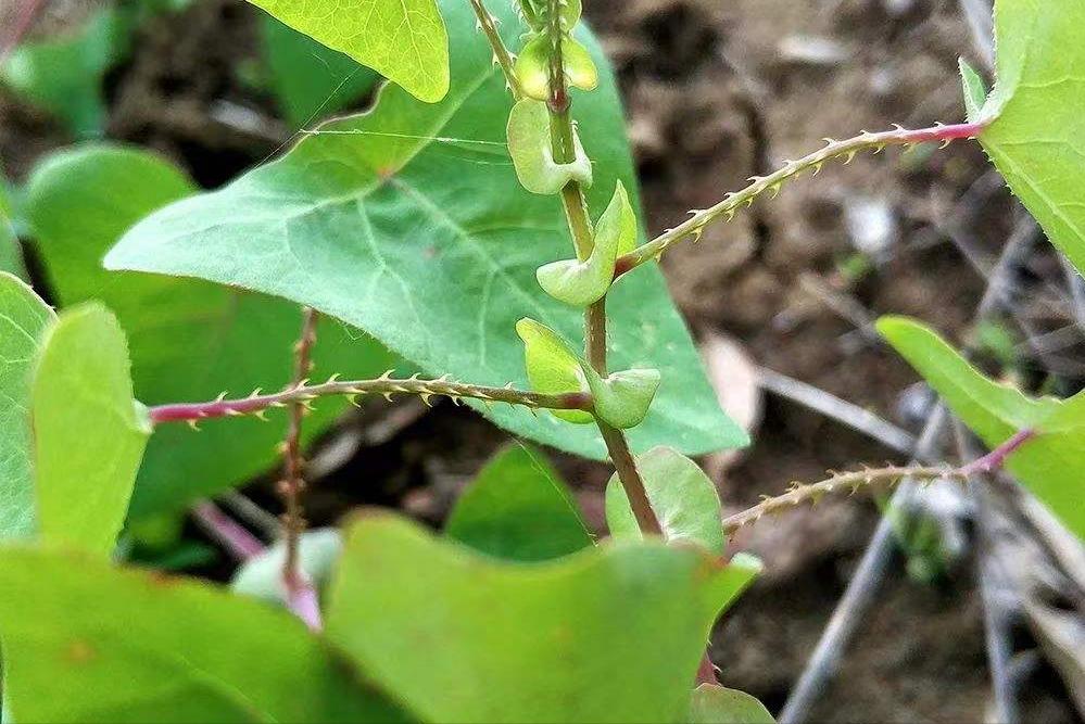 家前屋后栽蛇草真的能驱蛇吗,门前种什么草蛇会怕
