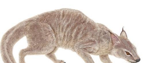 猫咪是属什么的,猫咪是什么生物