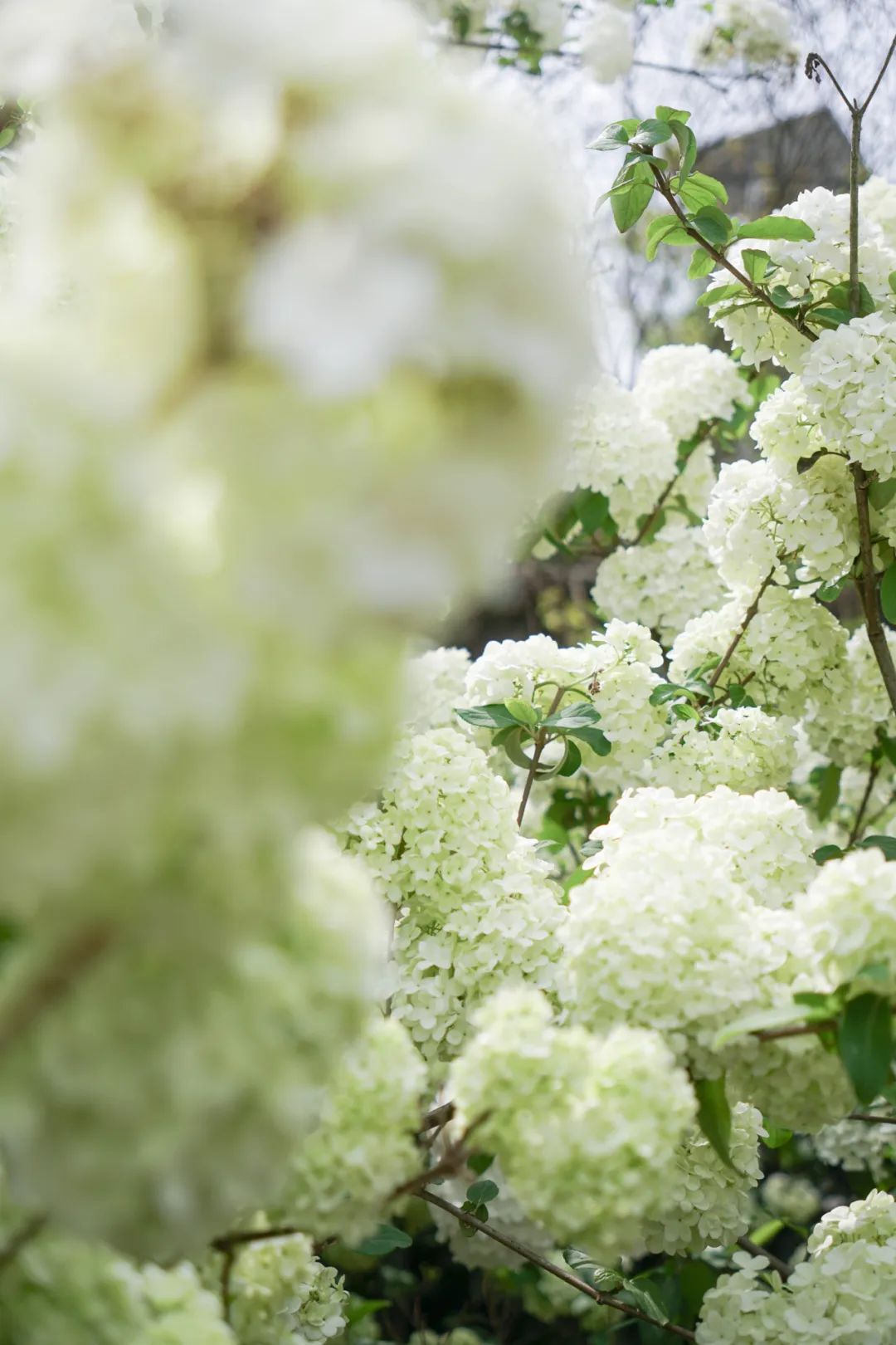 提前盛开！成都市区这个被偏爱的宝藏地又上新，即将刷爆全网