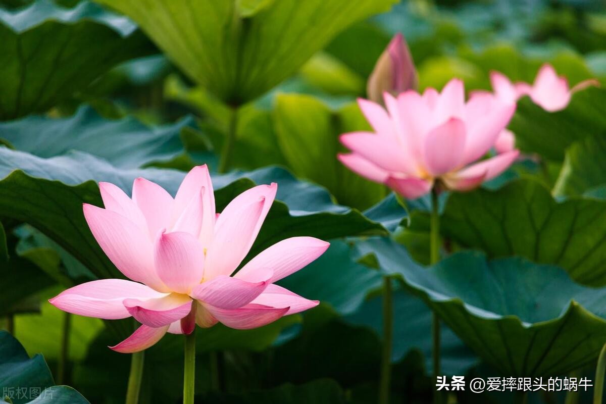 十二花神图谱完整版,工笔画十二花神欣赏