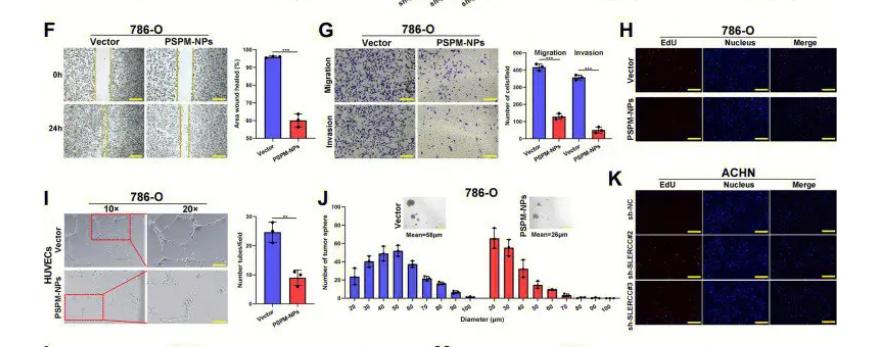 毛滴虫性妇科炎症甲硝唑,治毛滴虫用甲硝唑好还是替硝唑好